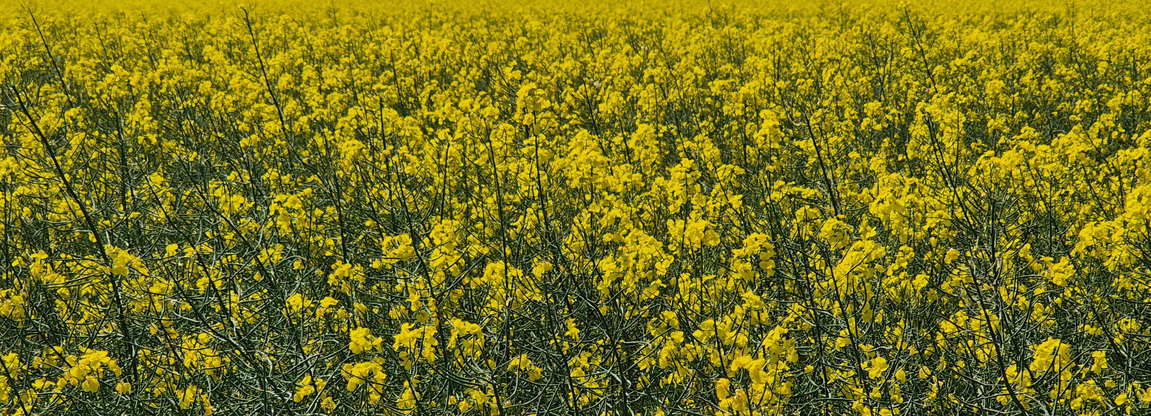 Fotostammtisch Rheine